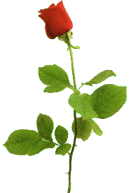 clipart-rose05.gif